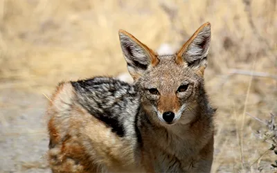 jakkal close up in etosha national park namibia